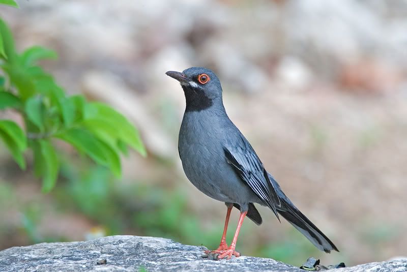 IMAGE: http://i110.photobucket.com/albums/n119/AlexPaul_2006/DB3B66682.jpg