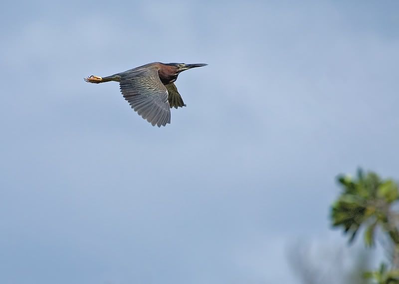 IMAGE: http://i110.photobucket.com/albums/n119/AlexPaul_2006/GreenHeron4.jpg