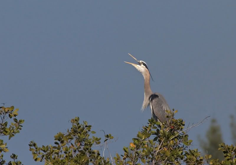 IMAGE: http://i110.photobucket.com/albums/n119/AlexPaul_2006/IMG_08183.jpg