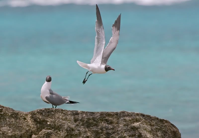 IMAGE: http://i110.photobucket.com/albums/n119/AlexPaul_2006/IMG_10723.jpg