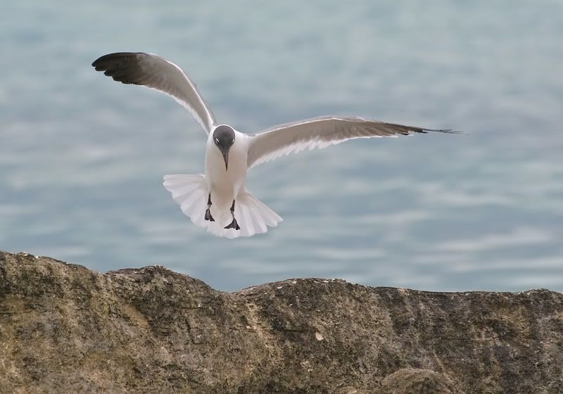 IMAGE: http://i110.photobucket.com/albums/n119/AlexPaul_2006/IMG_11663.jpg