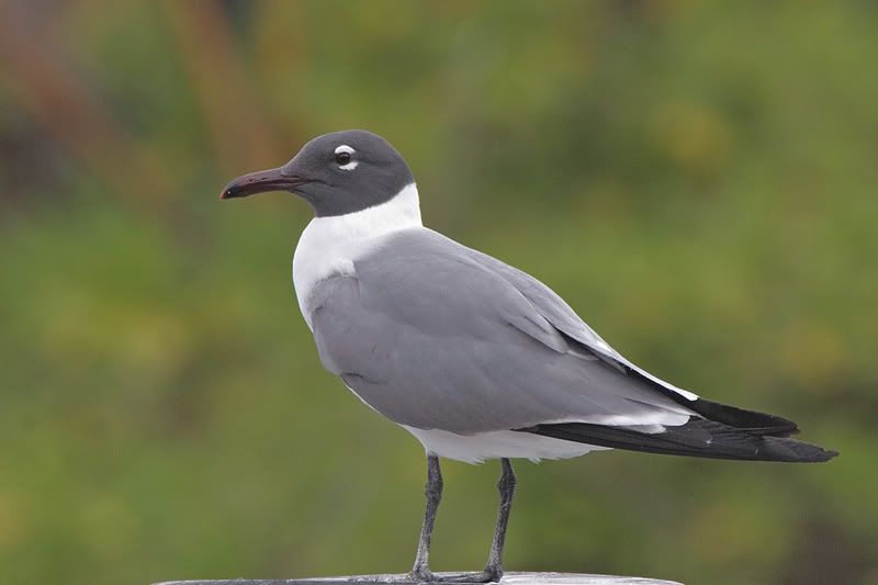 IMAGE: http://i110.photobucket.com/albums/n119/AlexPaul_2006/IMG_12393.jpg