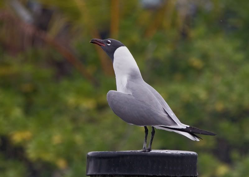 IMAGE: http://i110.photobucket.com/albums/n119/AlexPaul_2006/IMG_12431.jpg