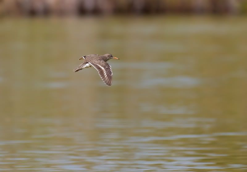 IMAGE: http://i110.photobucket.com/albums/n119/AlexPaul_2006/IMG_14964.jpg