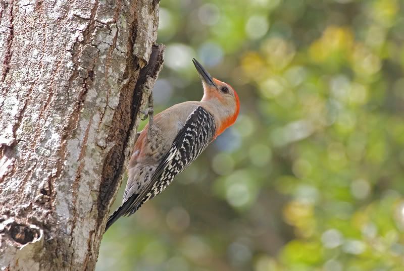 IMAGE: http://i110.photobucket.com/albums/n119/AlexPaul_2006/IMG_19892.jpg