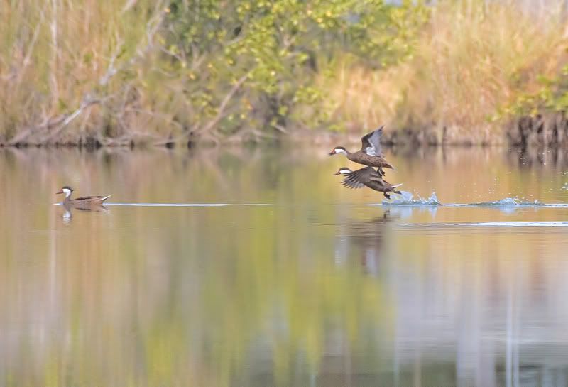 IMAGE: http://i110.photobucket.com/albums/n119/AlexPaul_2006/IMG_22364.jpg