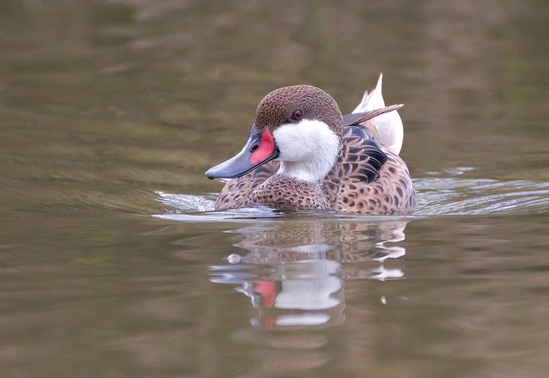 IMAGE: http://i110.photobucket.com/albums/n119/AlexPaul_2006/IMG_23882.jpg