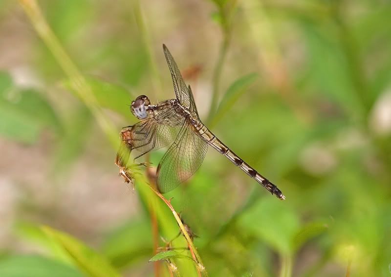 IMAGE: http://i110.photobucket.com/albums/n119/AlexPaul_2006/IMG_32361.jpg