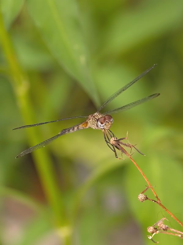 IMAGE: http://i110.photobucket.com/albums/n119/AlexPaul_2006/IMG_32402.jpg