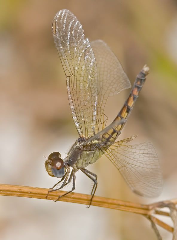 IMAGE: http://i110.photobucket.com/albums/n119/AlexPaul_2006/IMG_32711.jpg