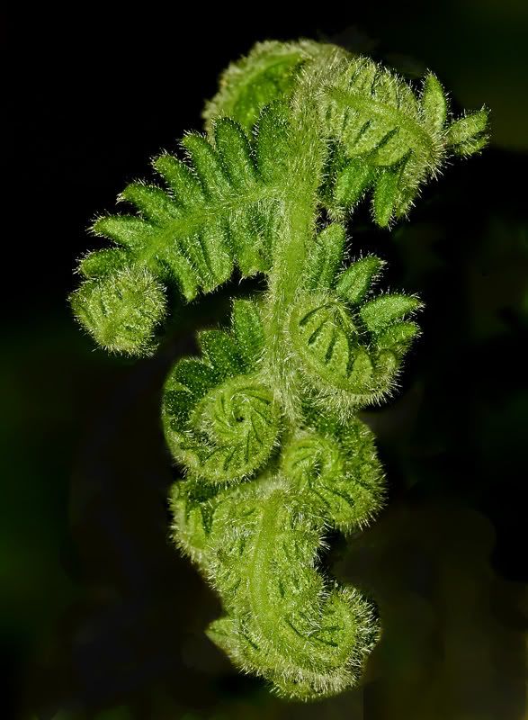 IMAGE: http://i110.photobucket.com/albums/n119/AlexPaul_2006/IMG_33051.jpg