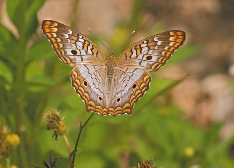 IMAGE: http://i110.photobucket.com/albums/n119/AlexPaul_2006/IMG_33302.jpg