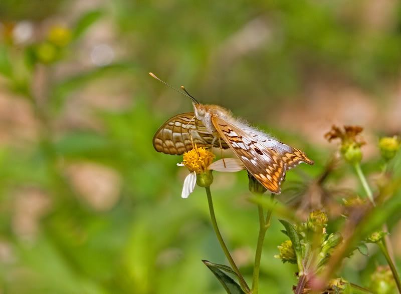 IMAGE: http://i110.photobucket.com/albums/n119/AlexPaul_2006/IMG_33391.jpg