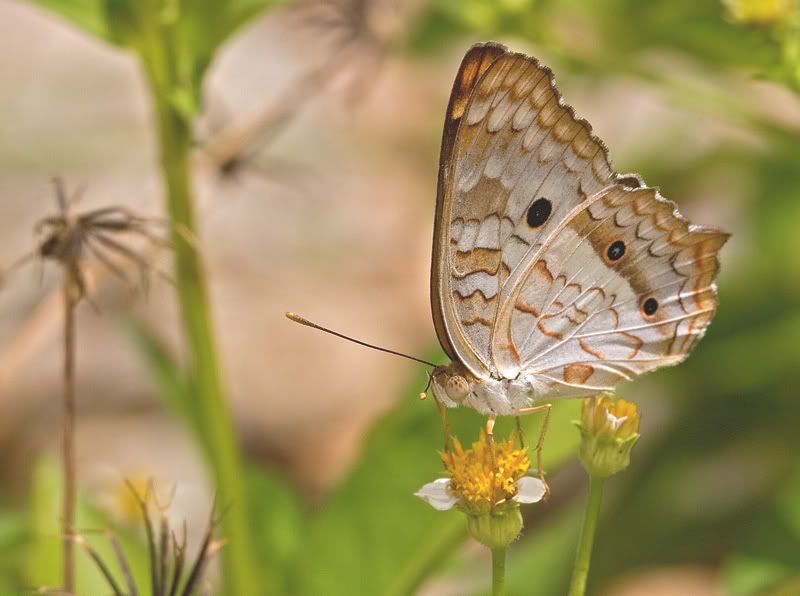 IMAGE: http://i110.photobucket.com/albums/n119/AlexPaul_2006/IMG_33512.jpg