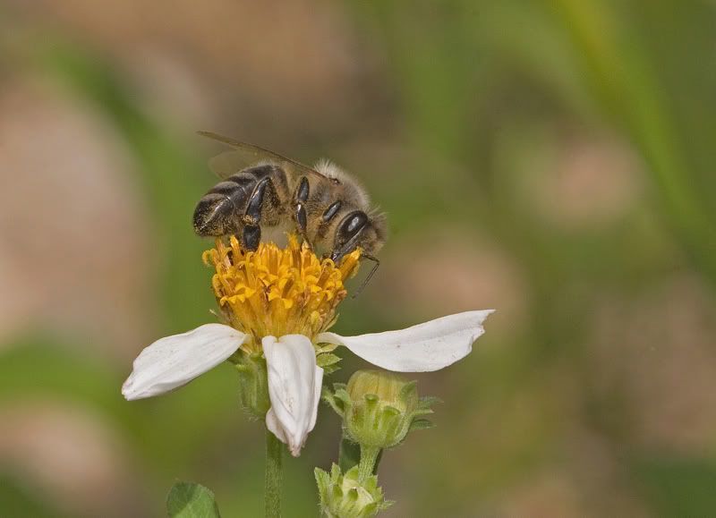 IMAGE: http://i110.photobucket.com/albums/n119/AlexPaul_2006/IMG_33621.jpg