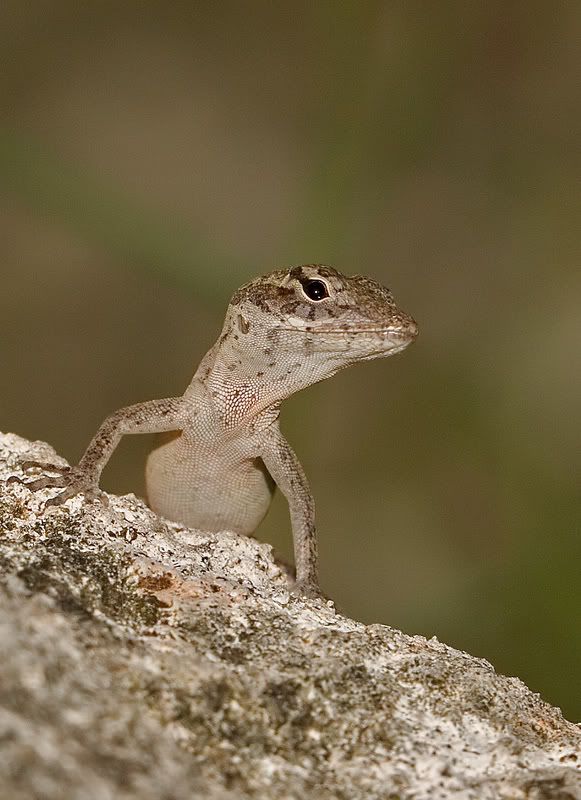 IMAGE: http://i110.photobucket.com/albums/n119/AlexPaul_2006/IMG_3379.jpg