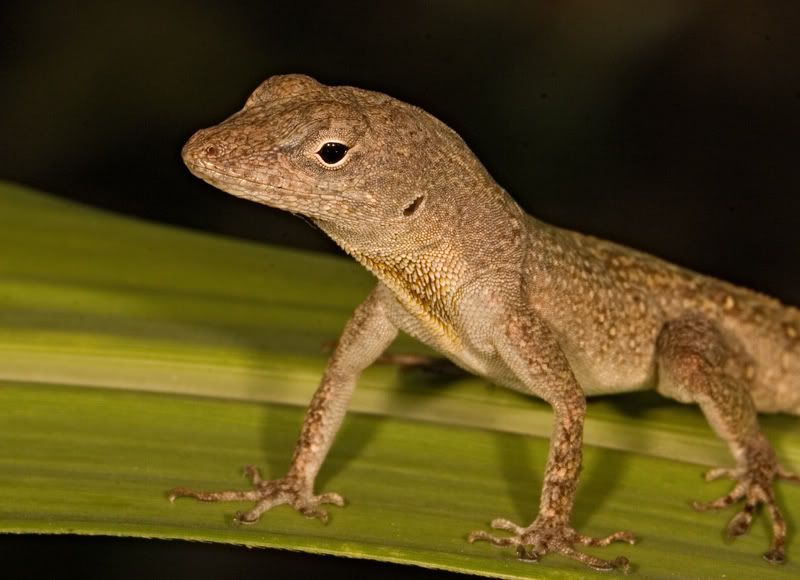 IMAGE: http://i110.photobucket.com/albums/n119/AlexPaul_2006/IMG_34682.jpg