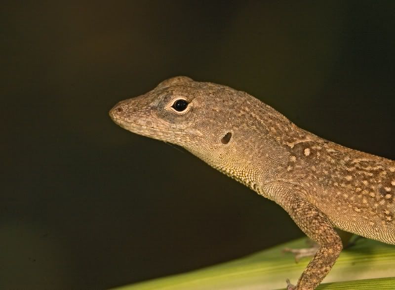 IMAGE: http://i110.photobucket.com/albums/n119/AlexPaul_2006/IMG_34762.jpg