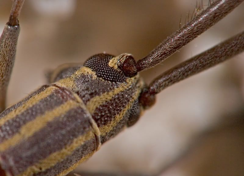 IMAGE: http://i110.photobucket.com/albums/n119/AlexPaul_2006/IMG_37681.jpg