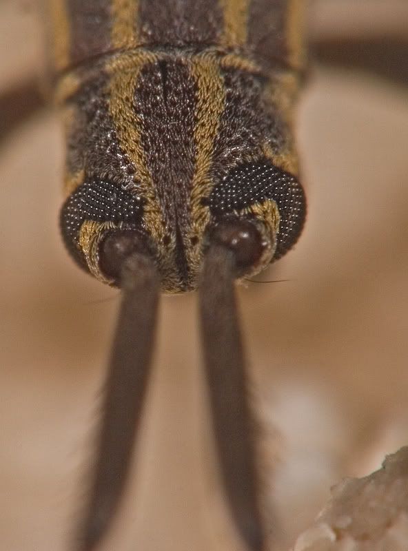 IMAGE: http://i110.photobucket.com/albums/n119/AlexPaul_2006/IMG_37811.jpg