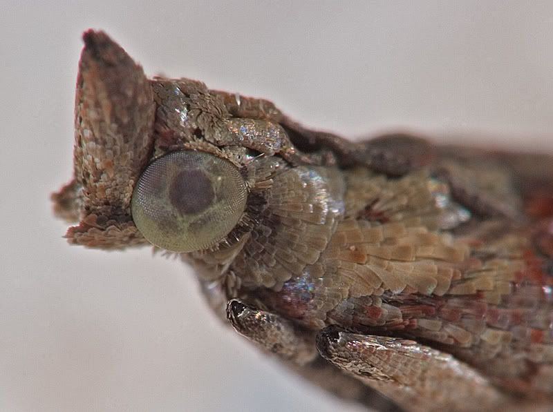 IMAGE: http://i110.photobucket.com/albums/n119/AlexPaul_2006/IMG_37891.jpg