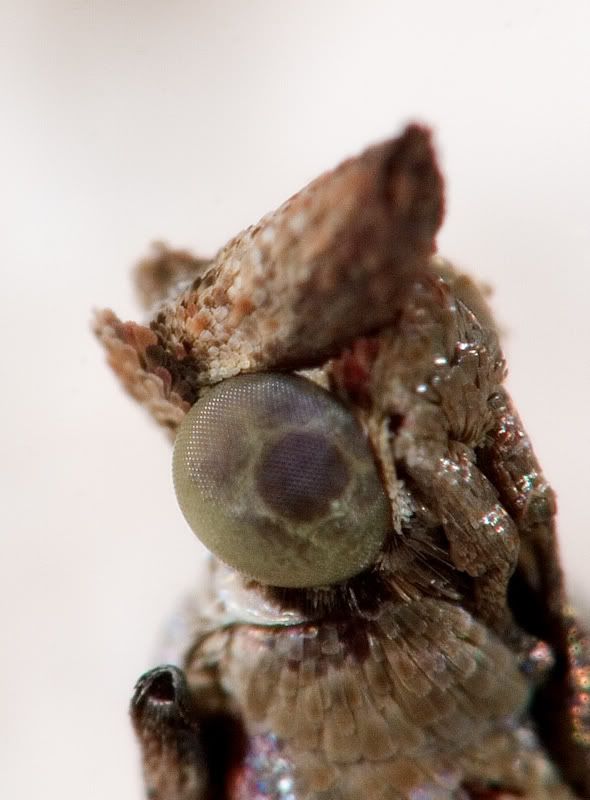 IMAGE: http://i110.photobucket.com/albums/n119/AlexPaul_2006/IMG_3791.jpg