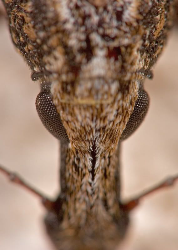 IMAGE: http://i110.photobucket.com/albums/n119/AlexPaul_2006/IMG_38161.jpg