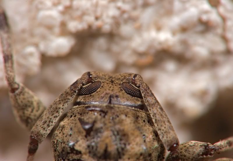 IMAGE: http://i110.photobucket.com/albums/n119/AlexPaul_2006/IMG_38381.jpg