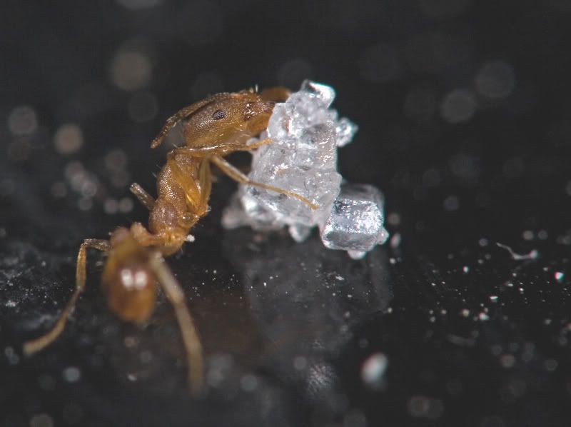 IMAGE: http://i110.photobucket.com/albums/n119/AlexPaul_2006/IMG_38541.jpg