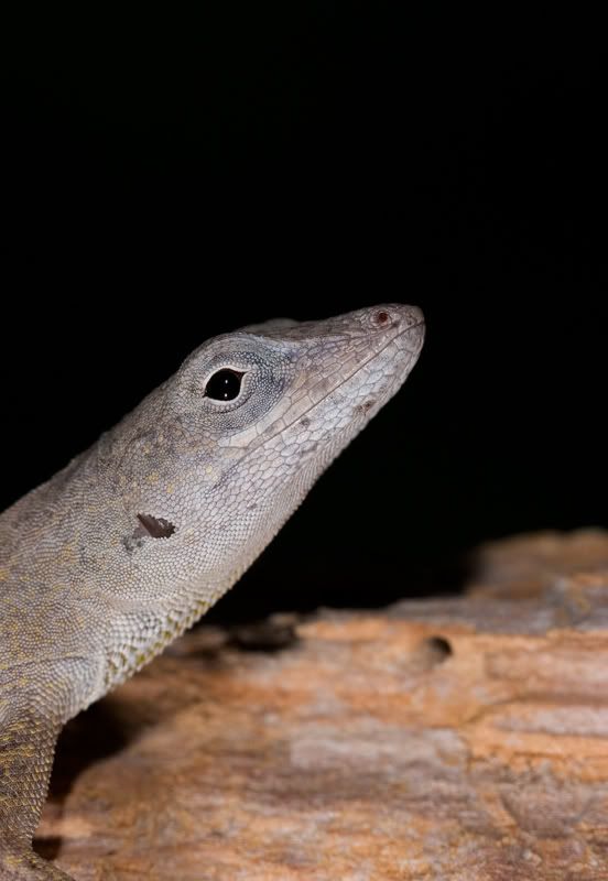 IMAGE: http://i110.photobucket.com/albums/n119/AlexPaul_2006/IMG_39211.jpg