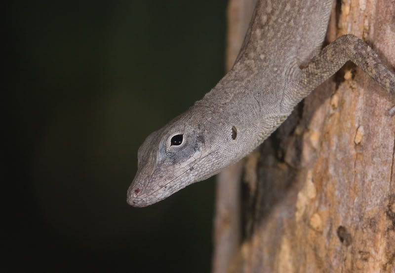 IMAGE: http://i110.photobucket.com/albums/n119/AlexPaul_2006/IMG_39311.jpg