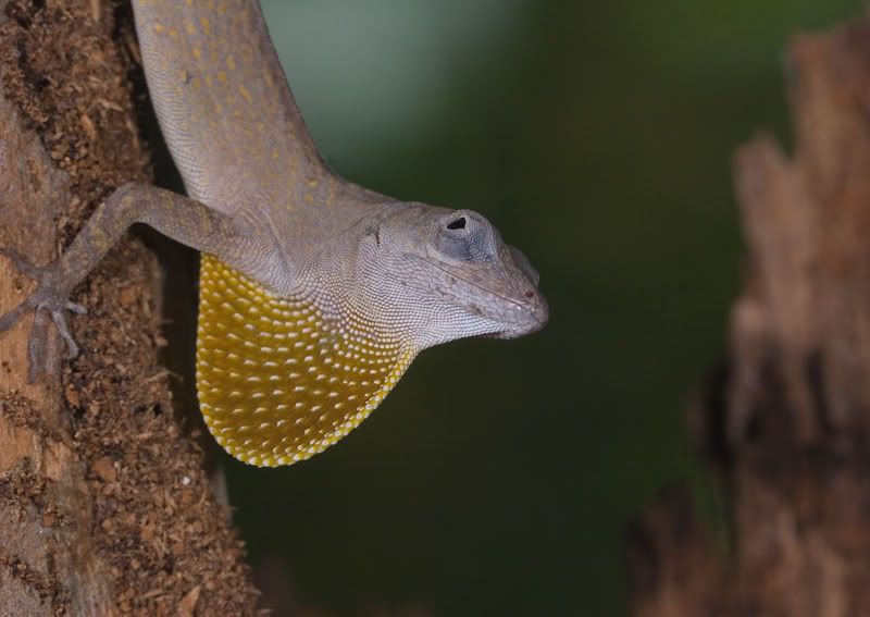 IMAGE: http://i110.photobucket.com/albums/n119/AlexPaul_2006/IMG_39451.jpg