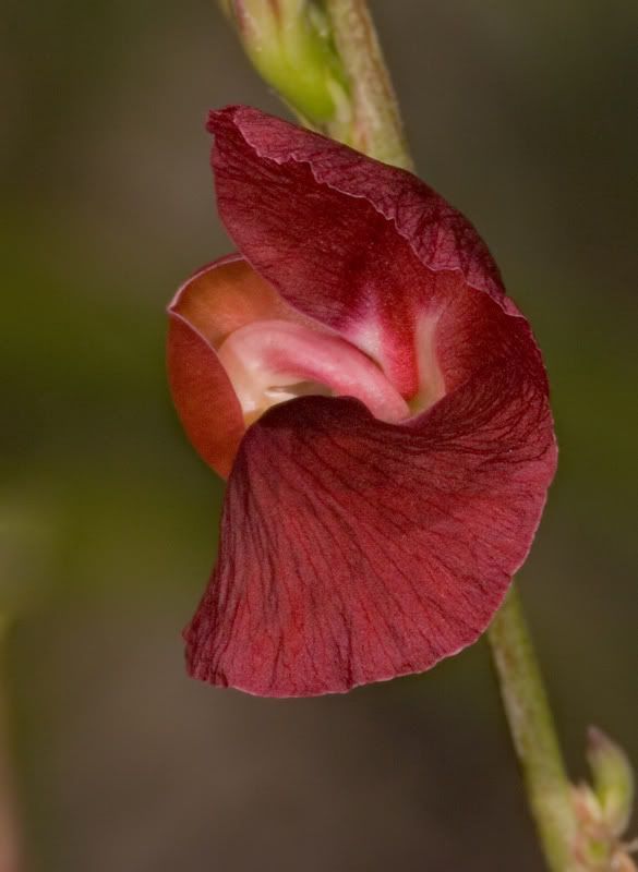 IMAGE: http://i110.photobucket.com/albums/n119/AlexPaul_2006/IMG_39751.jpg