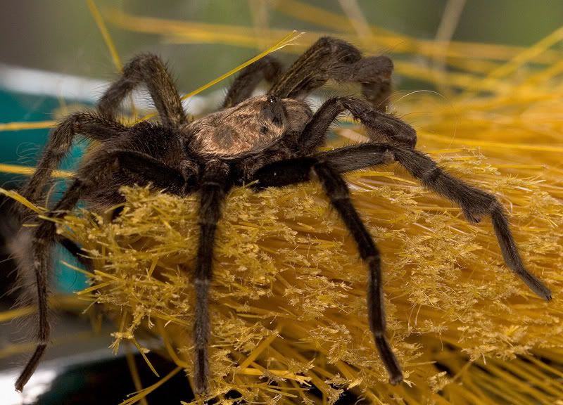 IMAGE: http://i110.photobucket.com/albums/n119/AlexPaul_2006/IMG_42581.jpg