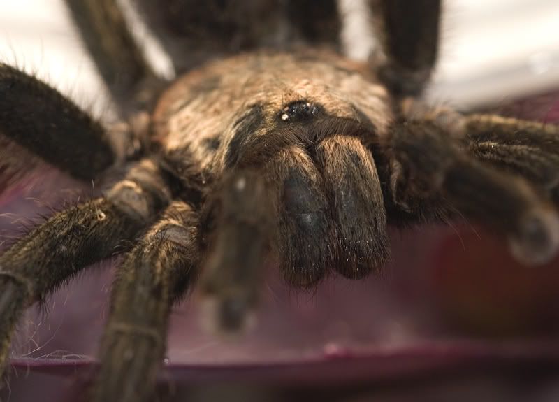 IMAGE: http://i110.photobucket.com/albums/n119/AlexPaul_2006/IMG_42861.jpg