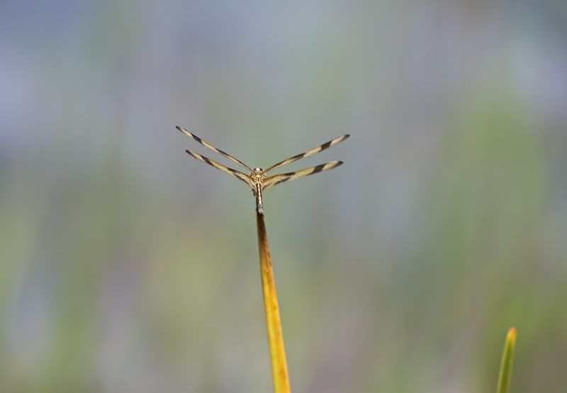 IMAGE: http://i110.photobucket.com/albums/n119/AlexPaul_2006/IW4Q03742.jpg