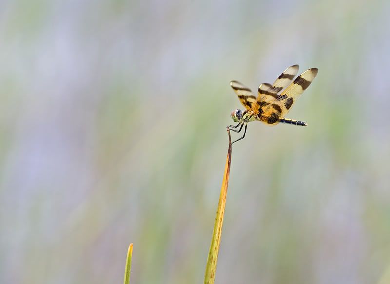 IMAGE: http://i110.photobucket.com/albums/n119/AlexPaul_2006/IW4Q03822.jpg