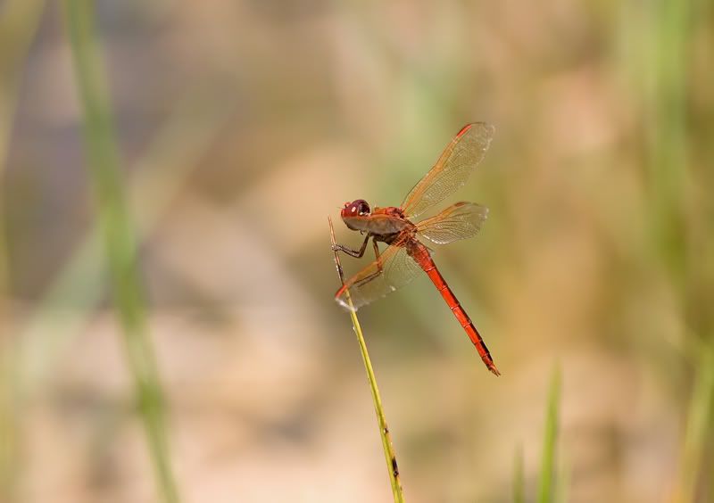 IMAGE: http://i110.photobucket.com/albums/n119/AlexPaul_2006/IW4Q09993.jpg