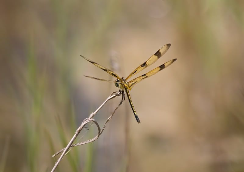 IMAGE: http://i110.photobucket.com/albums/n119/AlexPaul_2006/IW4Q10053.jpg