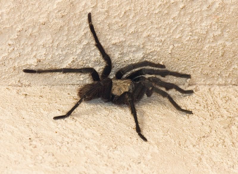 IMAGE: http://i110.photobucket.com/albums/n119/AlexPaul_2006/IW4Q52721.jpg