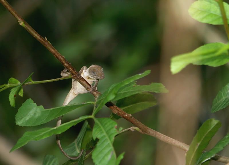 IMAGE: http://i110.photobucket.com/albums/n119/AlexPaul_2006/Macro/10%2006%20Macros/DamselsandHoppersetc-6.jpg