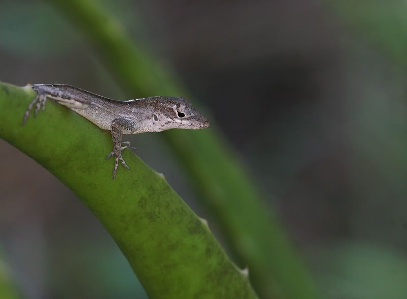 IMAGE: http://i110.photobucket.com/albums/n119/AlexPaul_2006/Macro/10%2006%20Macros/LizardsButterfliesandDragons1006121.jpg