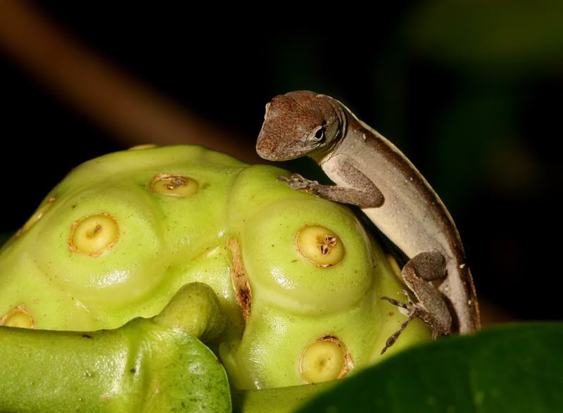 IMAGE: http://i110.photobucket.com/albums/n119/AlexPaul_2006/Macro/10%2006%20Macros/NassauNature110060982.jpg