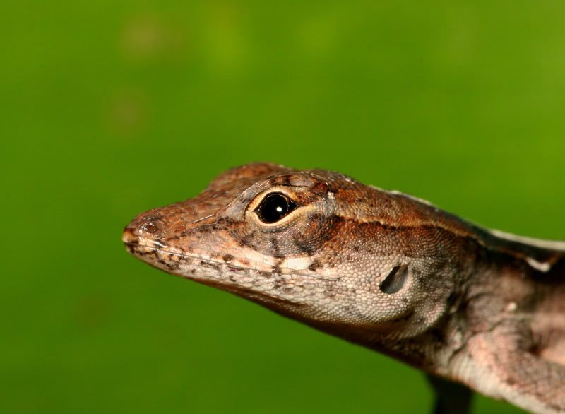 IMAGE: http://i110.photobucket.com/albums/n119/AlexPaul_2006/Macro/10%2006%20Macros/NassauNature1100612023.jpg