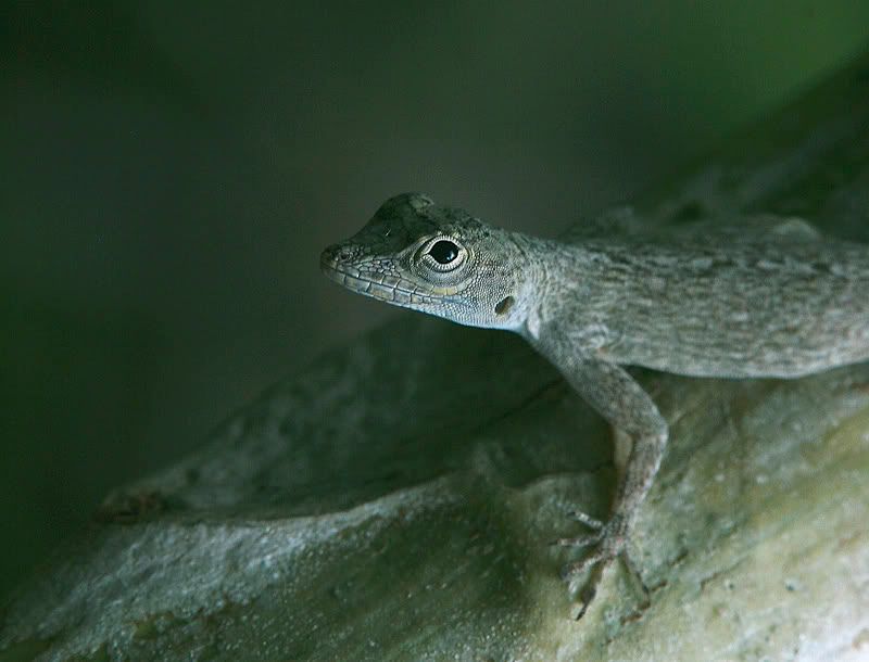 IMAGE: http://i110.photobucket.com/albums/n119/AlexPaul_2006/Macro/newest%20shots/flashindaylighttest40672.jpg