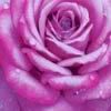 rose Pictures, Images and Photos