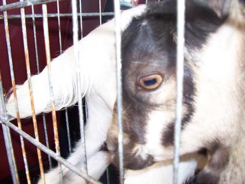 Need help identifying freaky insect! - Countryside Families