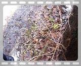 The Official 2010 Maple Syrup Thread. - Homesteading Questions