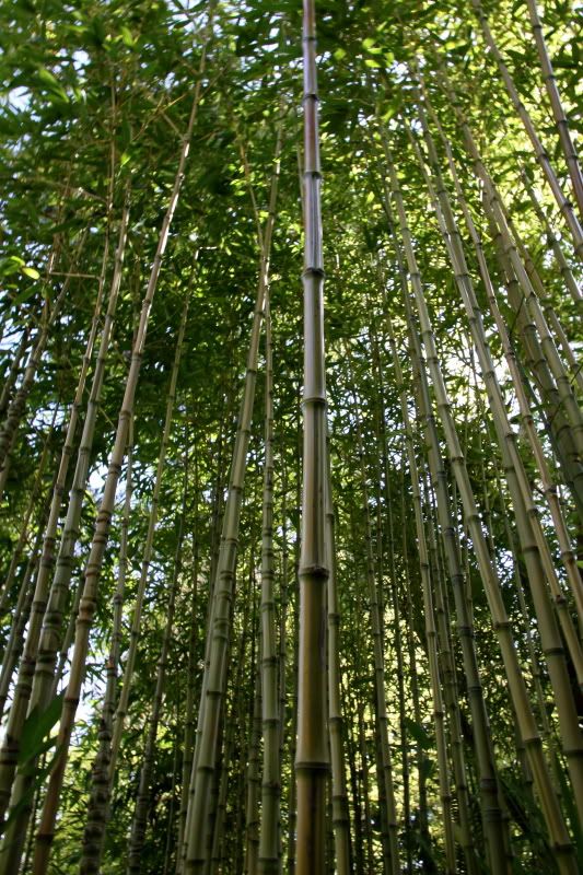 IMAGE: http://i110.photobucket.com/albums/n83/a-roy80/blast/IMG_0372copy.jpg