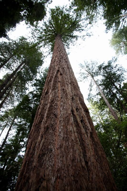 IMAGE: http://i110.photobucket.com/albums/n83/a-roy80/blast/IMG_0487.jpg